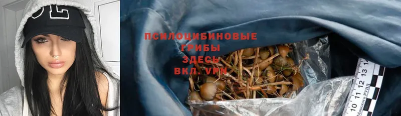 дарк нет наркотические препараты  Верхоянск  Псилоцибиновые грибы Psilocybe 